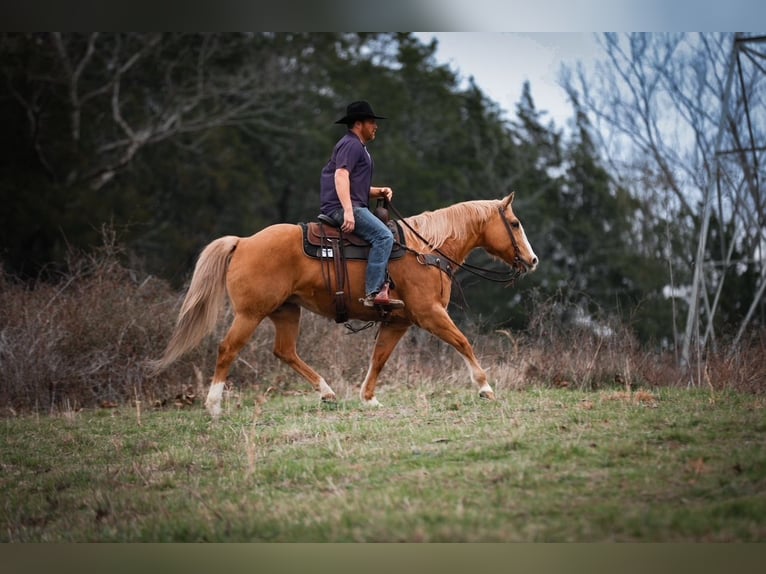 American Quarter Horse Stute 12 Jahre 152 cm Palomino in Santa Fe