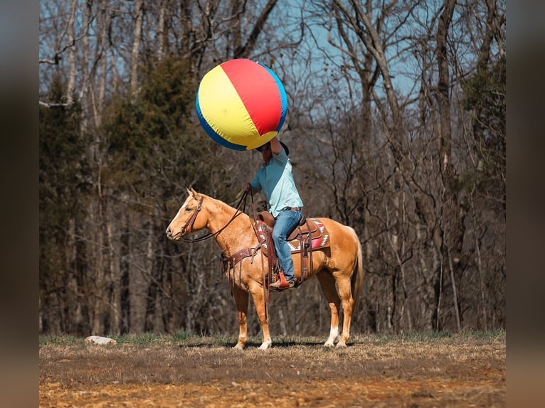 American Quarter Horse Stute 12 Jahre 152 cm Palomino in Santa Fe