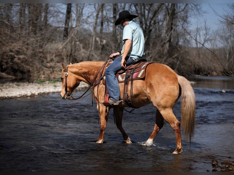 American Quarter Horse Stute 12 Jahre 152 cm Palomino in Santa Fe
