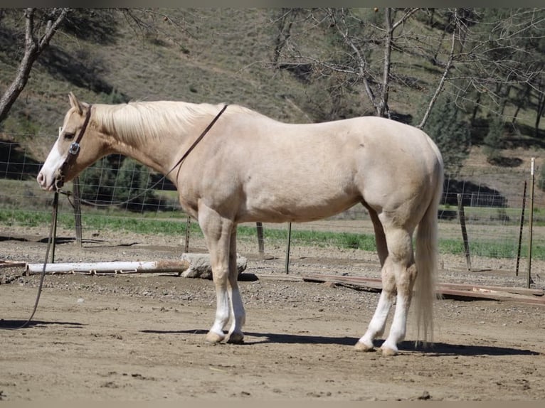 American Quarter Horse Stute 12 Jahre 152 cm Palomino in Paicines CA