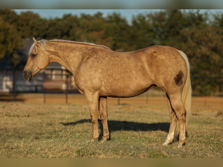 American Quarter Horse Stute 12 Jahre 152 cm Palomino in Cleburne American Quarter Horse Stute 12 Jahre 152 cm Palomino in Cleburne