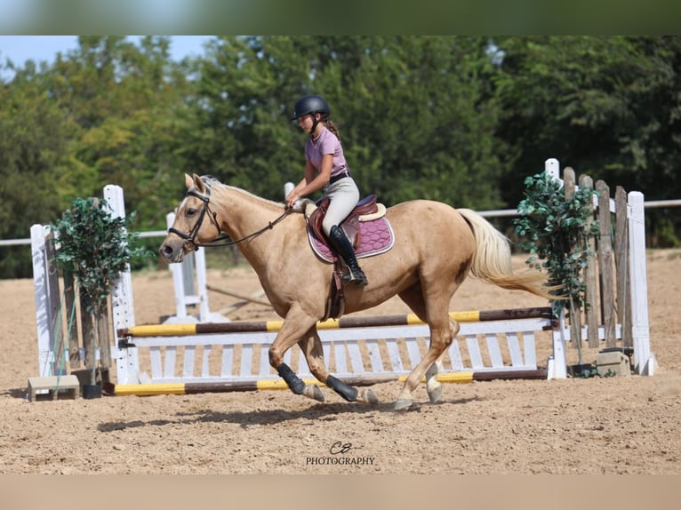 American Quarter Horse Stute 12 Jahre 152 cm Palomino in Cleburne American Quarter Horse Stute 12 Jahre 152 cm Palomino in Cleburne