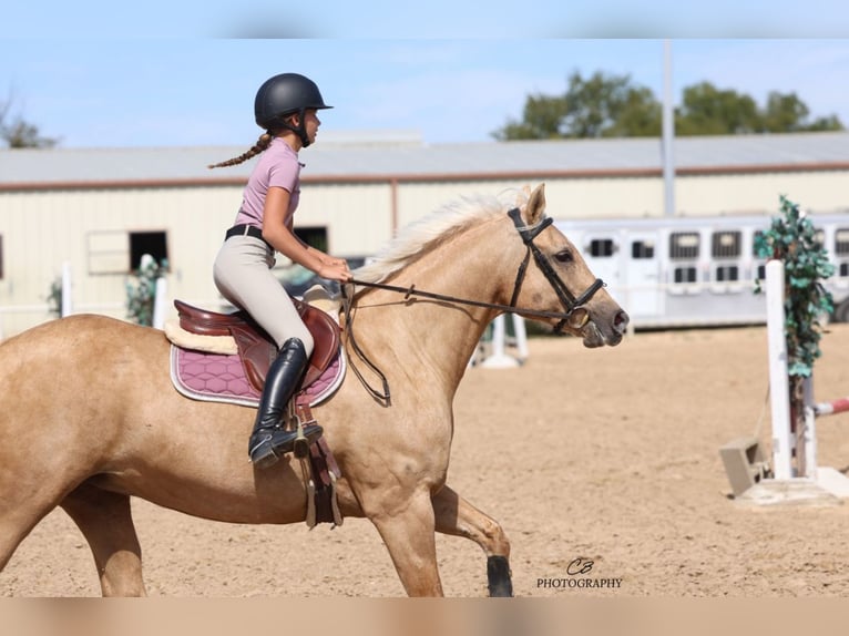 American Quarter Horse Stute 12 Jahre 152 cm Palomino in Cleburne American Quarter Horse Stute 12 Jahre 152 cm Palomino in Cleburne