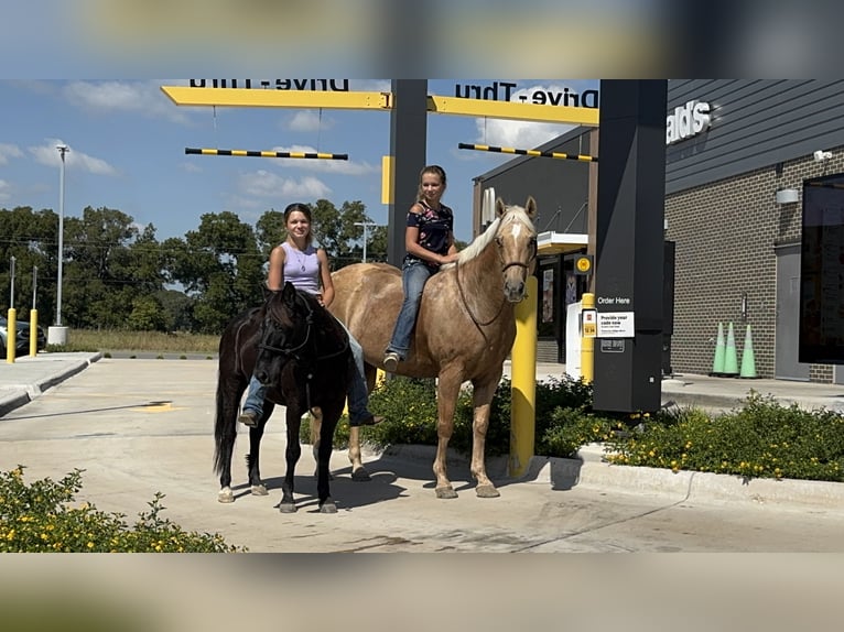 American Quarter Horse Stute 12 Jahre 152 cm Palomino in Cleburne American Quarter Horse Stute 12 Jahre 152 cm Palomino in Cleburne