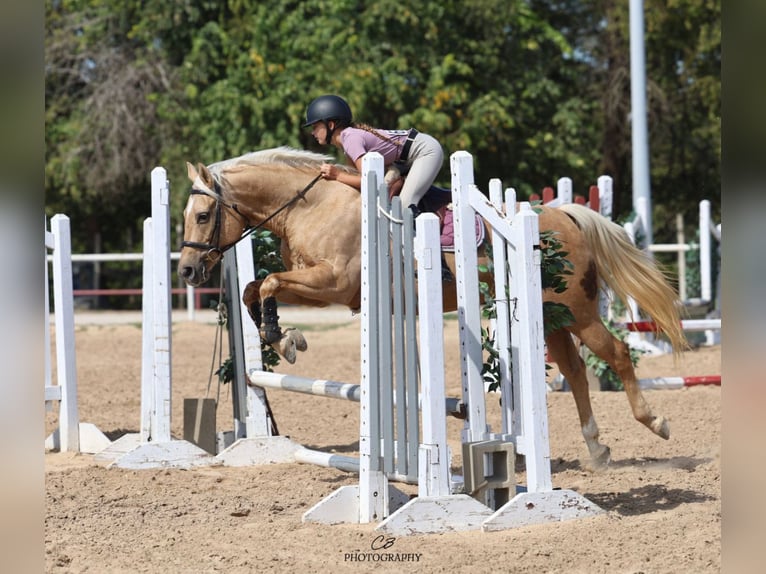 American Quarter Horse Stute 12 Jahre 152 cm Palomino in Cleburne American Quarter Horse Stute 12 Jahre 152 cm Palomino in Cleburne