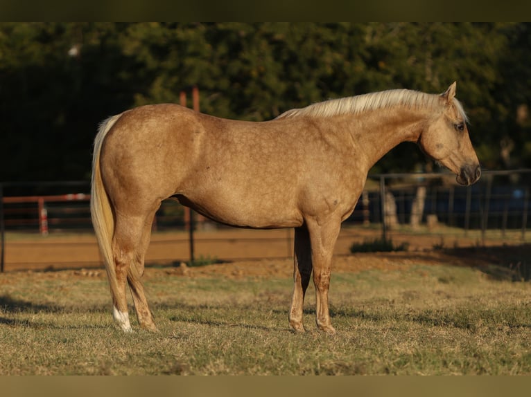 American Quarter Horse Stute 12 Jahre 152 cm Palomino in Cleburne American Quarter Horse Stute 12 Jahre 152 cm Palomino in Cleburne