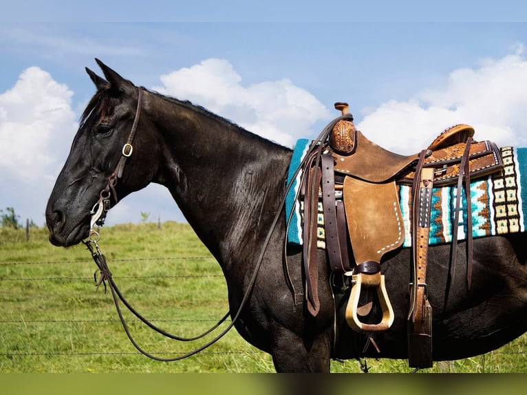 American Quarter Horse Stute 12 Jahre 152 cm Rappe in Battle Creek