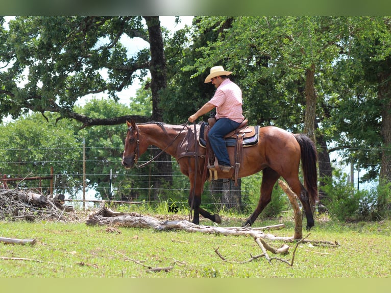 American Quarter Horse Stute 12 Jahre 152 cm Roan-Bay in Whitesboro