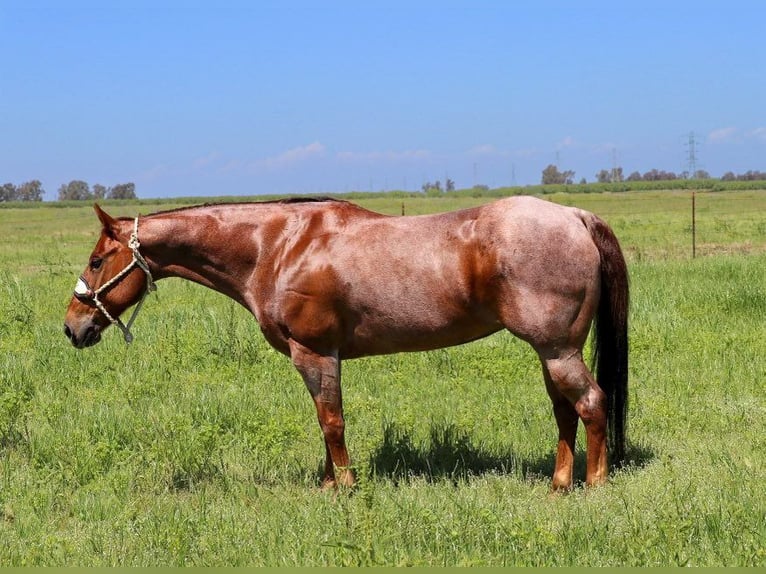 American Quarter Horse Stute 12 Jahre 152 cm Roan-Red in Pleasant Grove CA