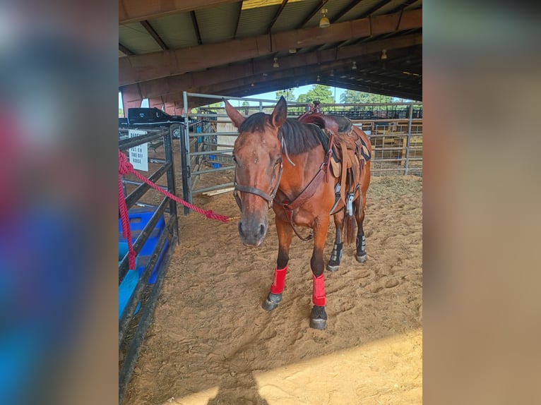 American Quarter Horse Stute 12 Jahre 152 cm Rotbrauner in Big Sandy