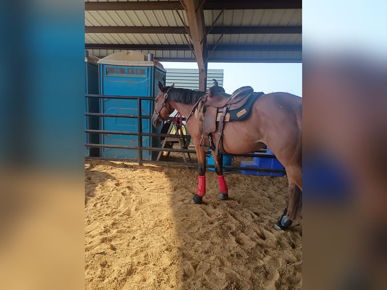 American Quarter Horse Stute 12 Jahre 152 cm Rotbrauner in Big Sandy