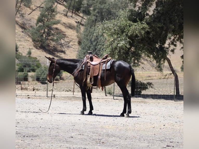 American Quarter Horse Stute 12 Jahre 152 cm Rotbrauner in King City CA
