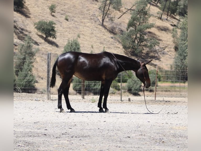 American Quarter Horse Stute 12 Jahre 152 cm Rotbrauner in King City CA