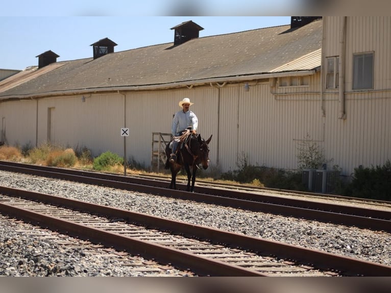 American Quarter Horse Stute 12 Jahre 152 cm Rotbrauner in King City CA