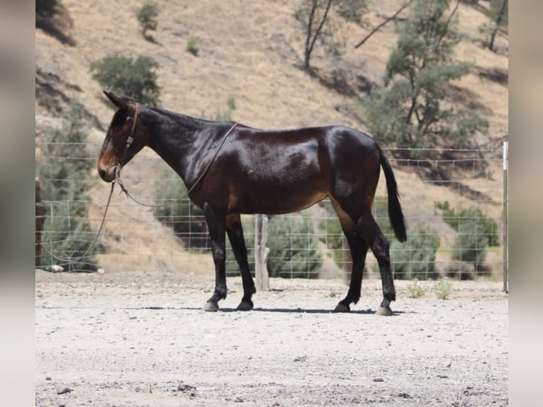 American Quarter Horse Stute 12 Jahre 152 cm Rotbrauner in King City CA