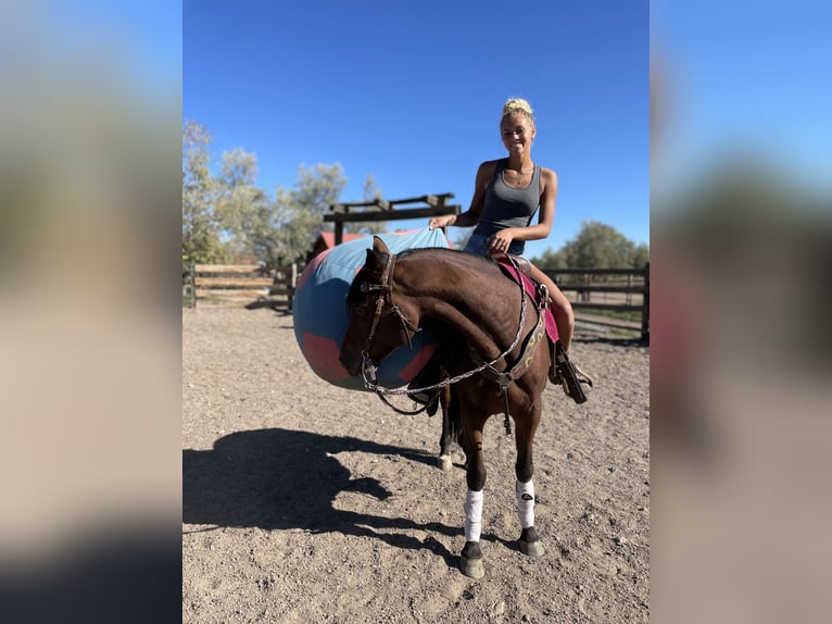 American Quarter Horse Stute 12 Jahre 152 cm Rotbrauner in Fort Collins