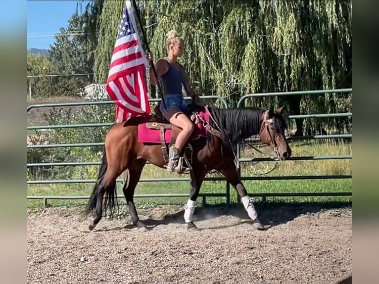 American Quarter Horse Stute 12 Jahre 152 cm Rotbrauner in Fort Collins