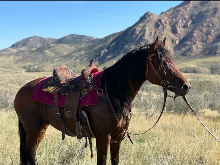 American Quarter Horse Stute 12 Jahre 152 cm Rotbrauner in Fort Collins