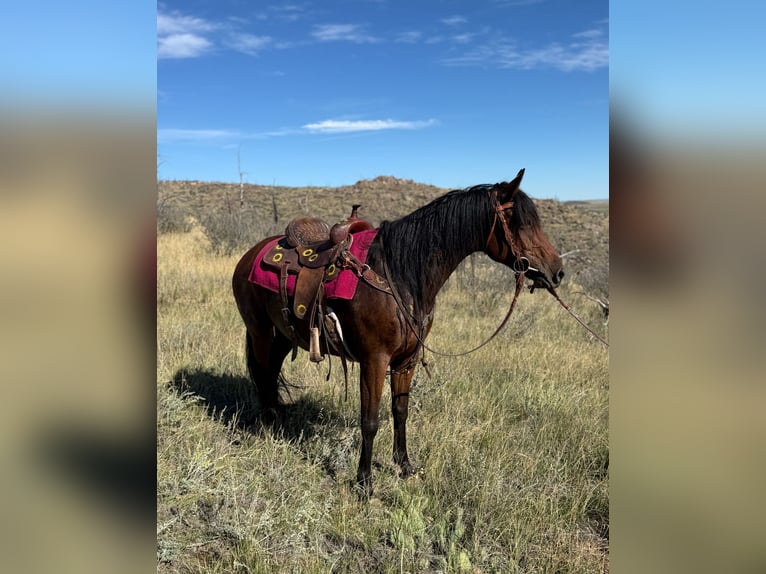 American Quarter Horse Stute 12 Jahre 152 cm Rotbrauner in Fort Collins