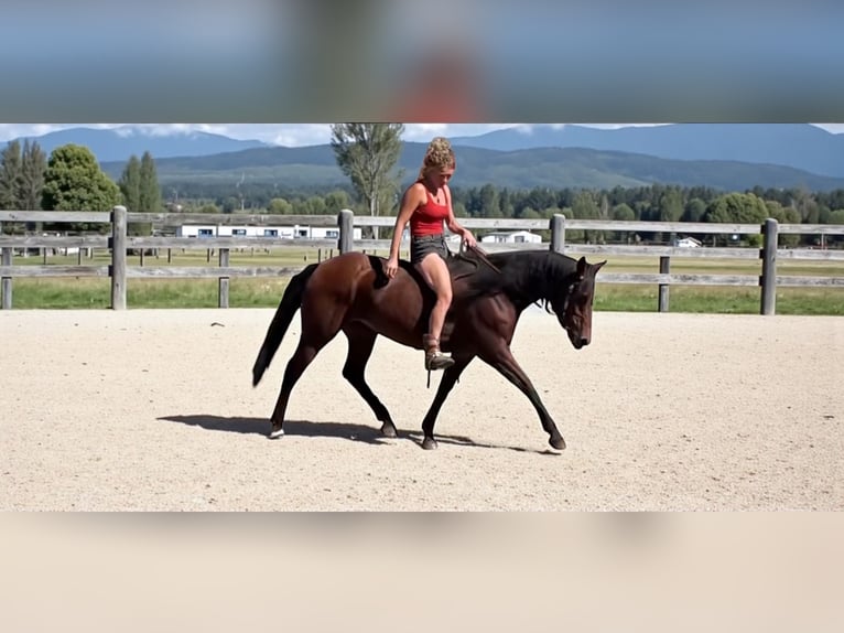 American Quarter Horse Stute 12 Jahre 152 cm Rotbrauner in Fort Collins