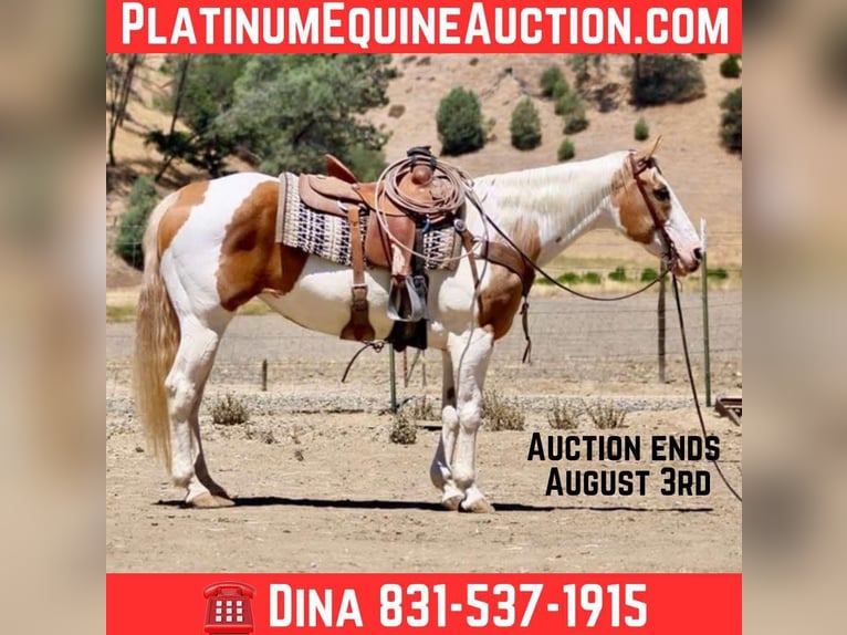 American Quarter Horse Stute 12 Jahre 152 cm Tobiano-alle-Farben in Paicines CA