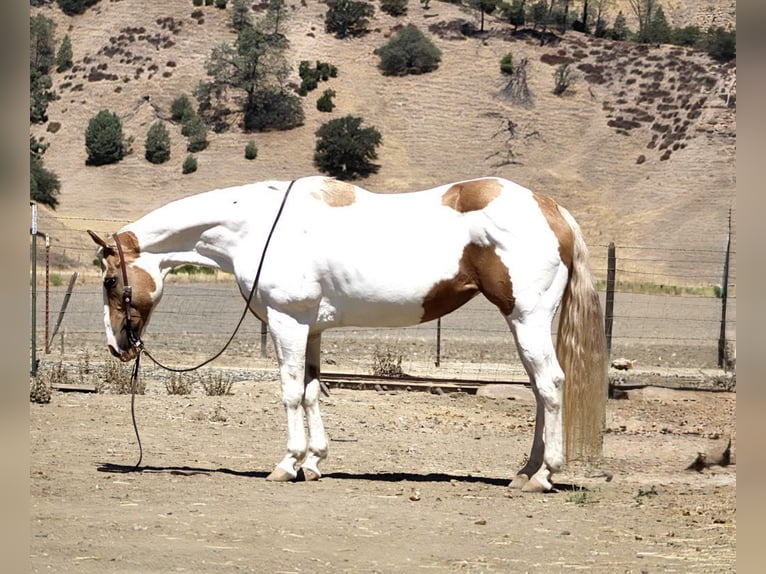 American Quarter Horse Stute 12 Jahre 152 cm Tobiano-alle-Farben in Paicines CA