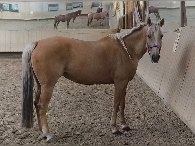 American Quarter Horse Stute 12 Jahre 153 cm Palomino in Rottweil