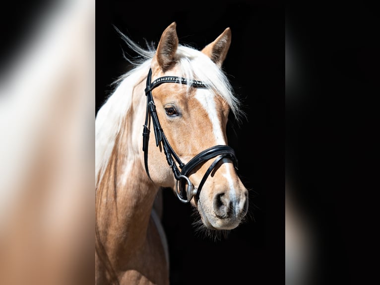 American Quarter Horse Stute 12 Jahre 153 cm Palomino in Rottweil