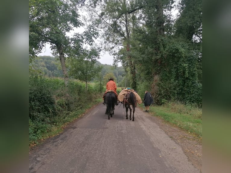 American Quarter Horse Stute 12 Jahre 153 cm Rappe in Balingen