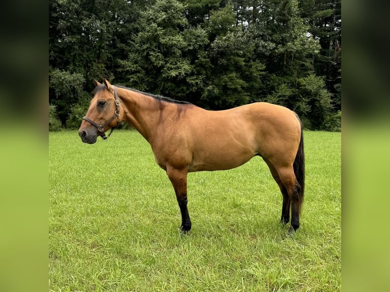 American Quarter Horse Stute 12 Jahre 155 cm Falbe in Granby, CT