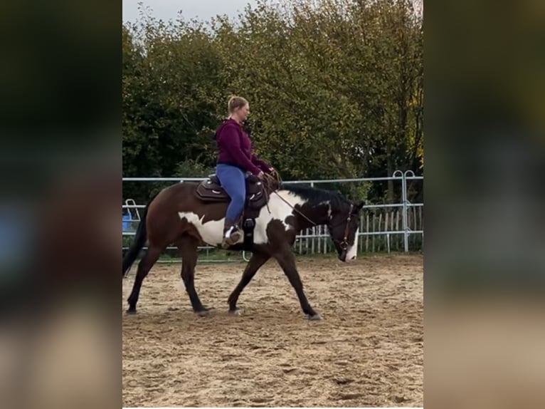 American Quarter Horse Stute 12 Jahre 155 cm Overo-alle-Farben in Flensburg