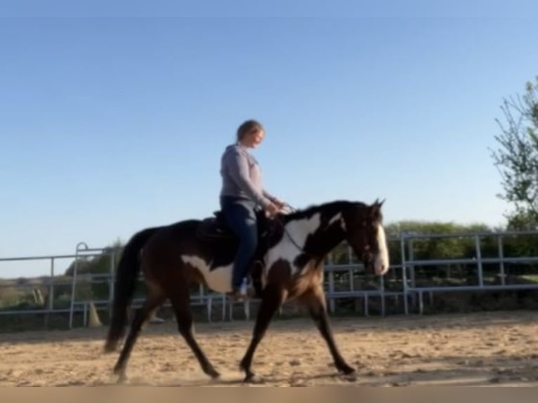 American Quarter Horse Stute 12 Jahre 155 cm Overo-alle-Farben in Flensburg