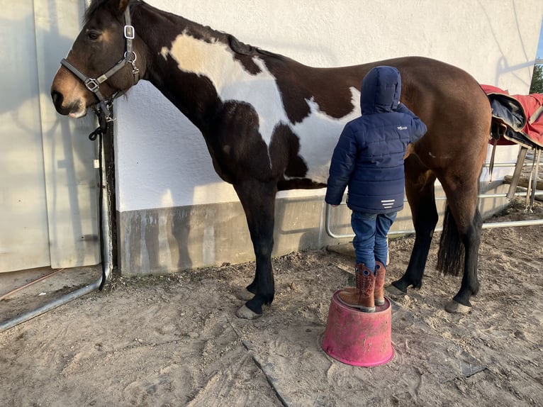 American Quarter Horse Stute 12 Jahre 155 cm Overo-alle-Farben in Flensburg