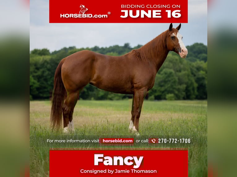 American Quarter Horse Stute 12 Jahre 155 cm Roan-Red in Auburn, KY