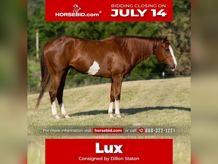 American Quarter Horse Stute 12 Jahre 155 cm Rotfuchs in Carrollton, MO