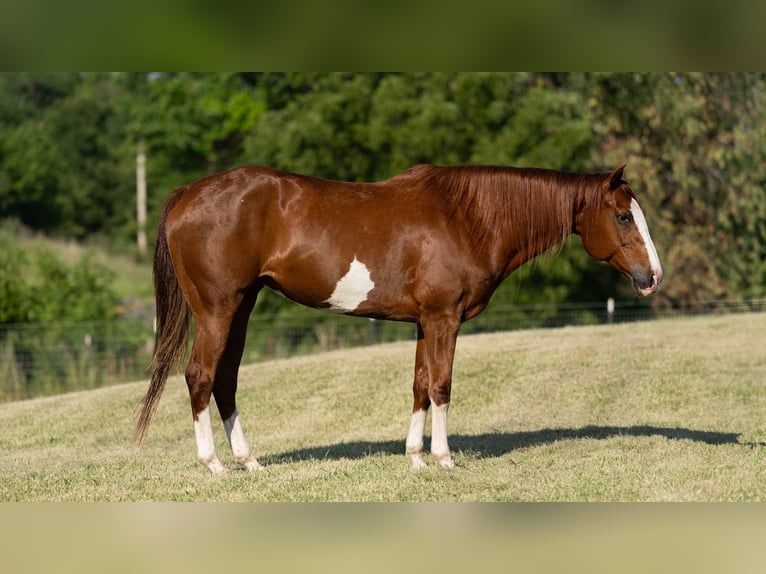 American Quarter Horse Stute 12 Jahre 155 cm Rotfuchs in Carrollton, MO