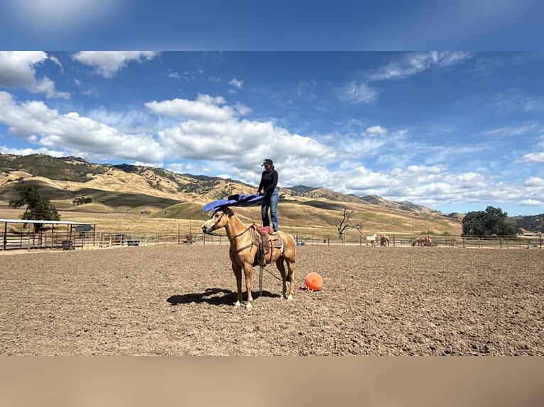 American Quarter Horse Stute 12 Jahre 157 cm Palomino in King City
