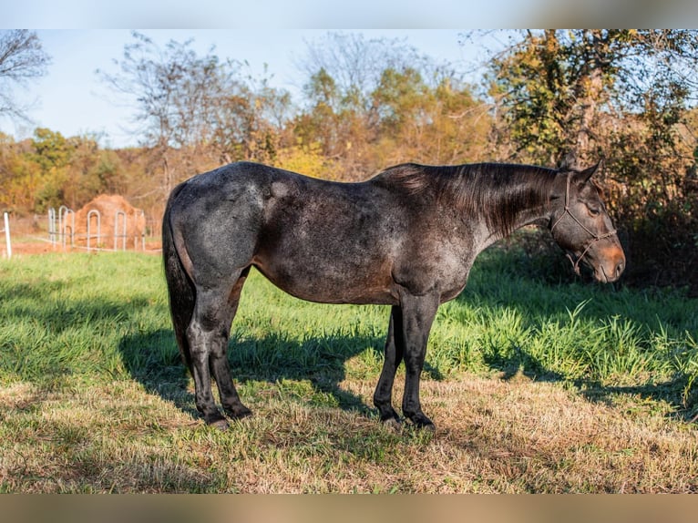 American Quarter Horse Stute 12 Jahre 157 cm Roan-Bay in Spickard