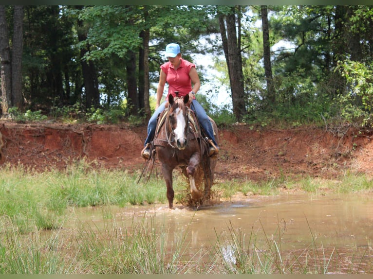 American Quarter Horse Stute 12 Jahre 157 cm Roan-Red in Rusk TX