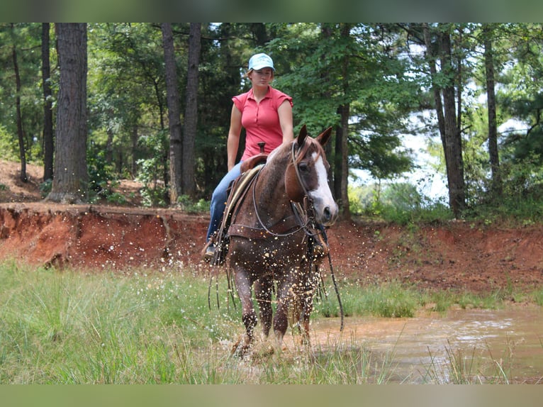 American Quarter Horse Stute 12 Jahre 157 cm Roan-Red in Rusk TX