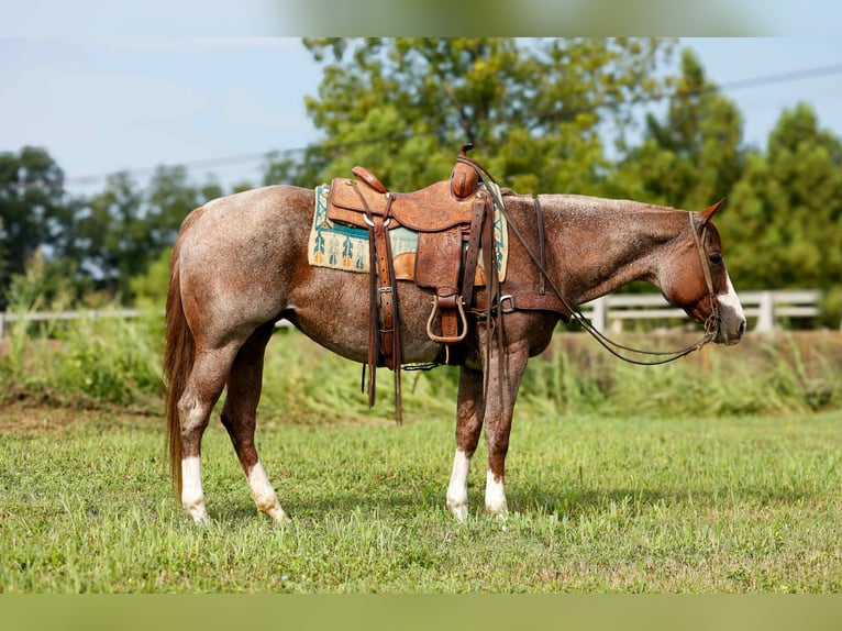 American Quarter Horse Stute 12 Jahre 157 cm Roan-Red in Rusk TX