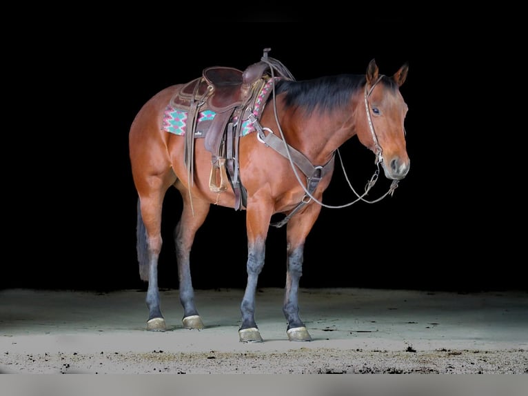 American Quarter Horse Stute 12 Jahre 157 cm Rotbrauner in Clarion