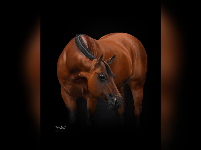 American Quarter Horse Stute 12 Jahre 157 cm Rotbrauner in Manvel, ND