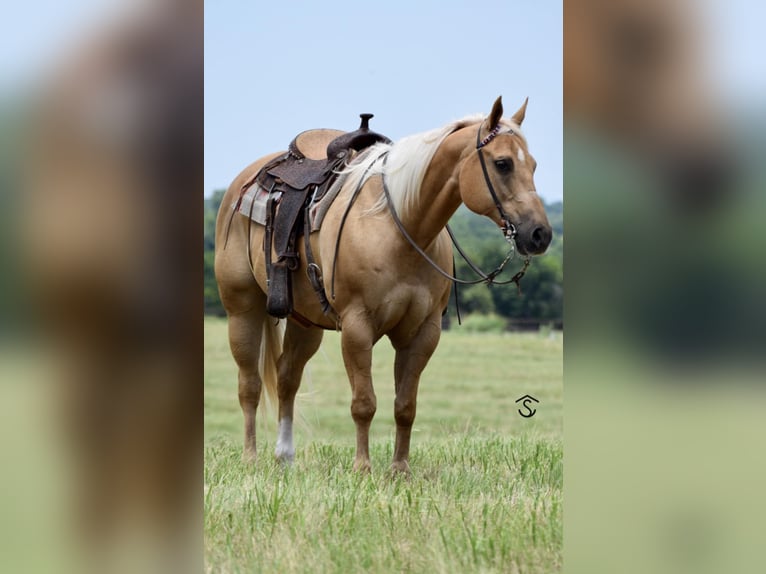 American Quarter Horse Stute 12 Jahre 160 cm Palomino in Crescent