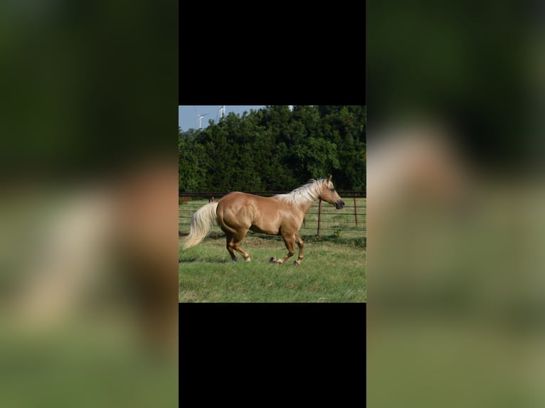 American Quarter Horse Stute 12 Jahre 160 cm Palomino in Crescent