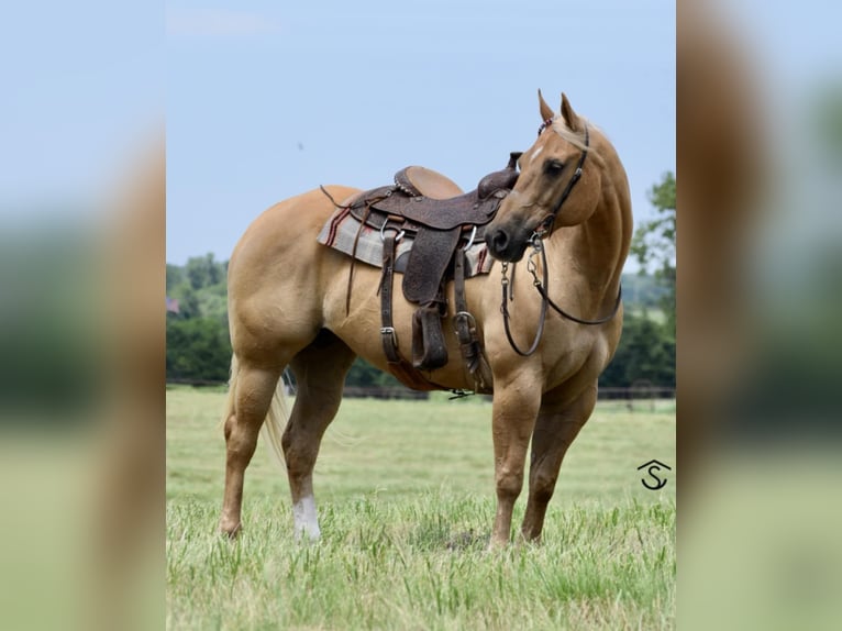 American Quarter Horse Stute 12 Jahre 160 cm Palomino in Crescent
