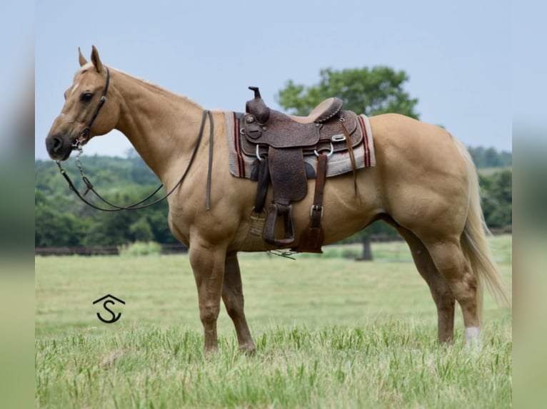 American Quarter Horse Stute 12 Jahre 160 cm Palomino in Crescent