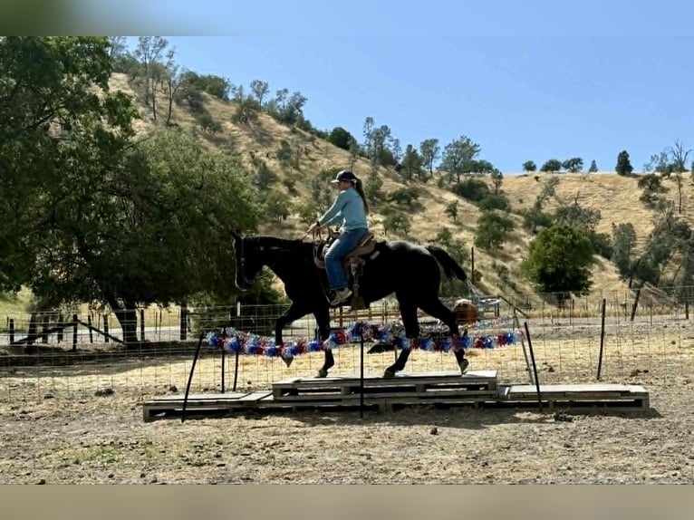 American Quarter Horse Stute 12 Jahre 160 cm Rappe in King City
