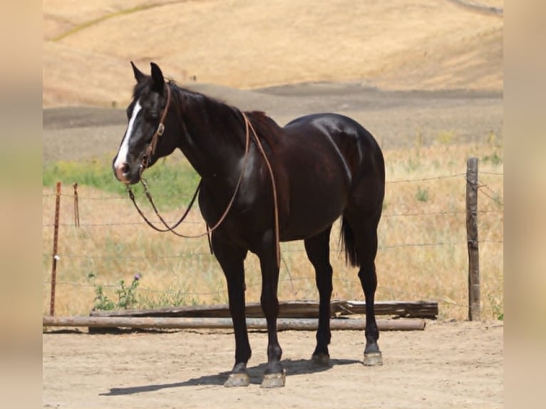 American Quarter Horse Stute 12 Jahre 160 cm Rappe in King City