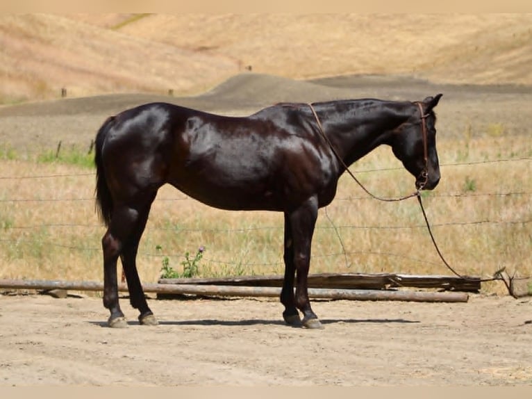 American Quarter Horse Stute 12 Jahre 160 cm Rappe in King City